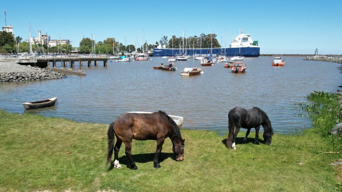 Plan de incautación de equinos en Juan Lacaze