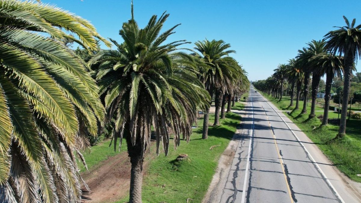 Colonia: Tratamiento contra Picudo Rojo logra 90% de éxito