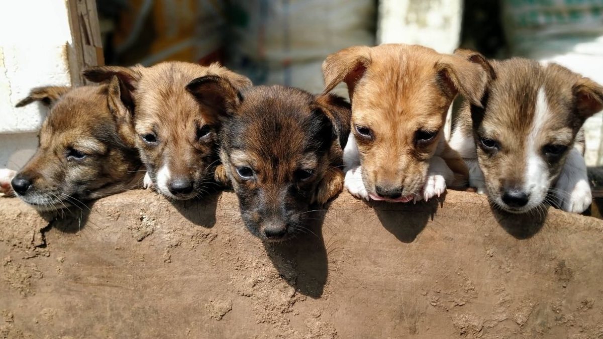 Campaña de donaciones para el Refugio Canino Juan Lacaze