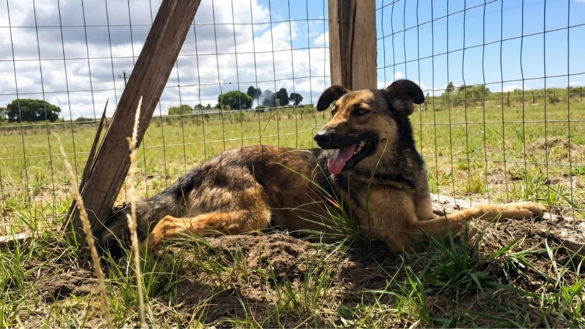 Campaña de donaciones para el Refugio Canino Juan Lacaze