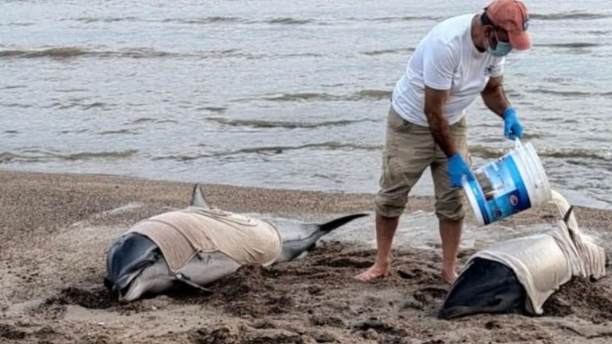 Dos delfines varados en el balneario San Luis