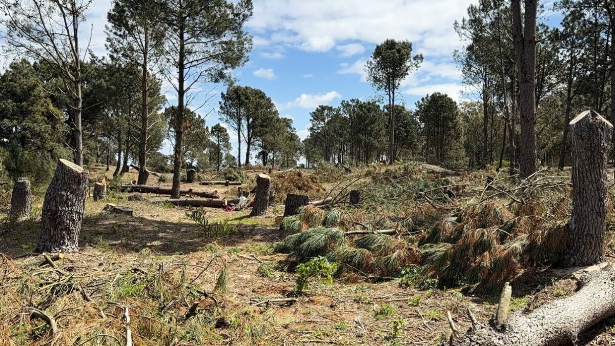 Preocupación por tala de árboles en Juan Lacaze