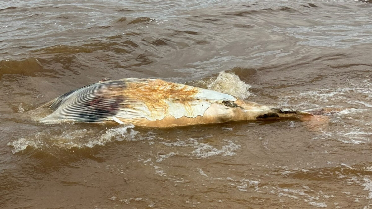 Hallaron un cetáceo sin vida en Playa Seré de Carmelo